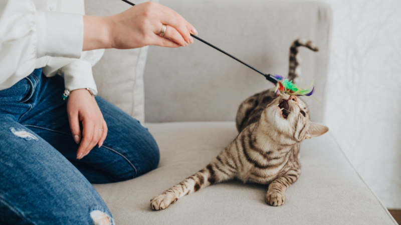 A Importância de Brinquedos para Gatos: Como  Manter Seu Gato Ativo