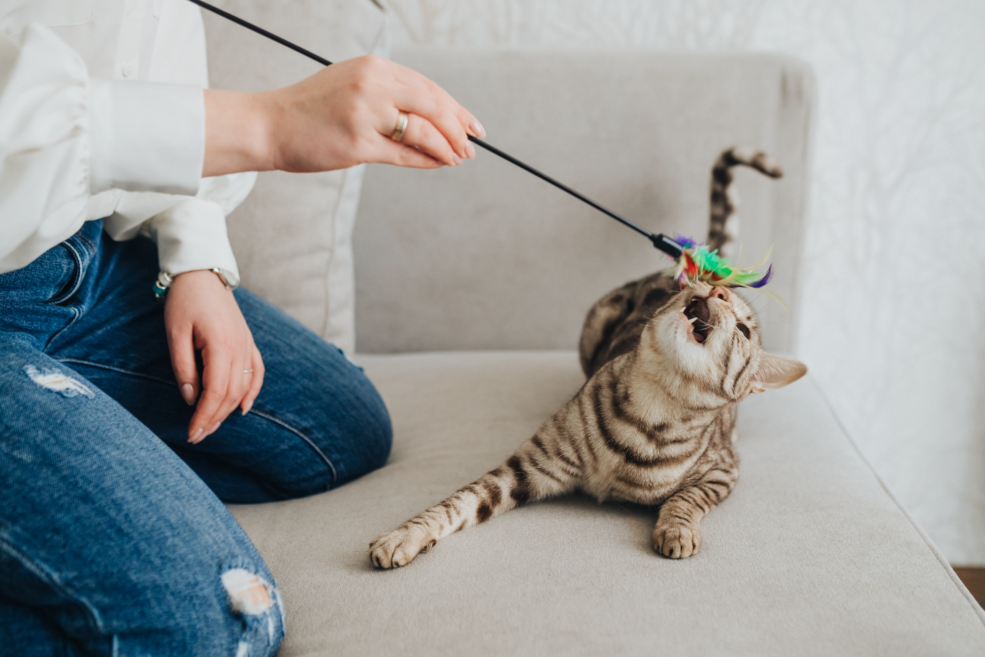 A Importância de Brinquedos para Gatos: Como  Manter Seu Gato Ativo