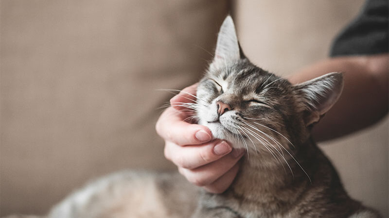 Como Escolher o Nome Perfeito para Seu Gato: Dicas e Sugestões