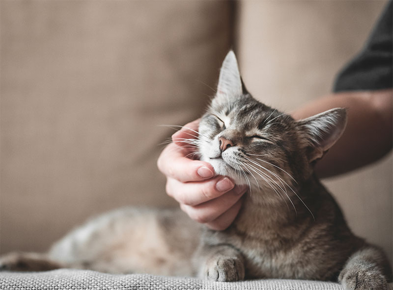 Como Escolher o Nome Perfeito para Seu Gato: Dicas e Sugestões