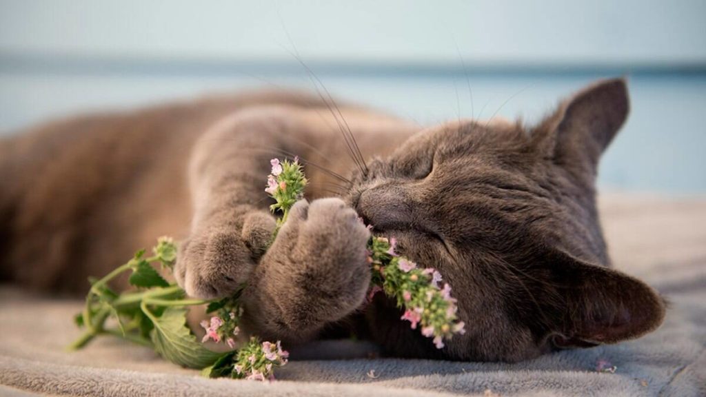 Gatos e Plantas: Guia Completo para Manter Seu Jardim e Seu Felino em Paz