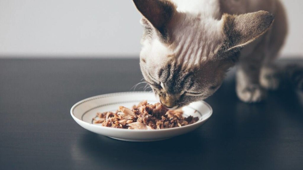 Sachê para Gatos: Revolucionando a Hidratação e Desmistificando Mitos