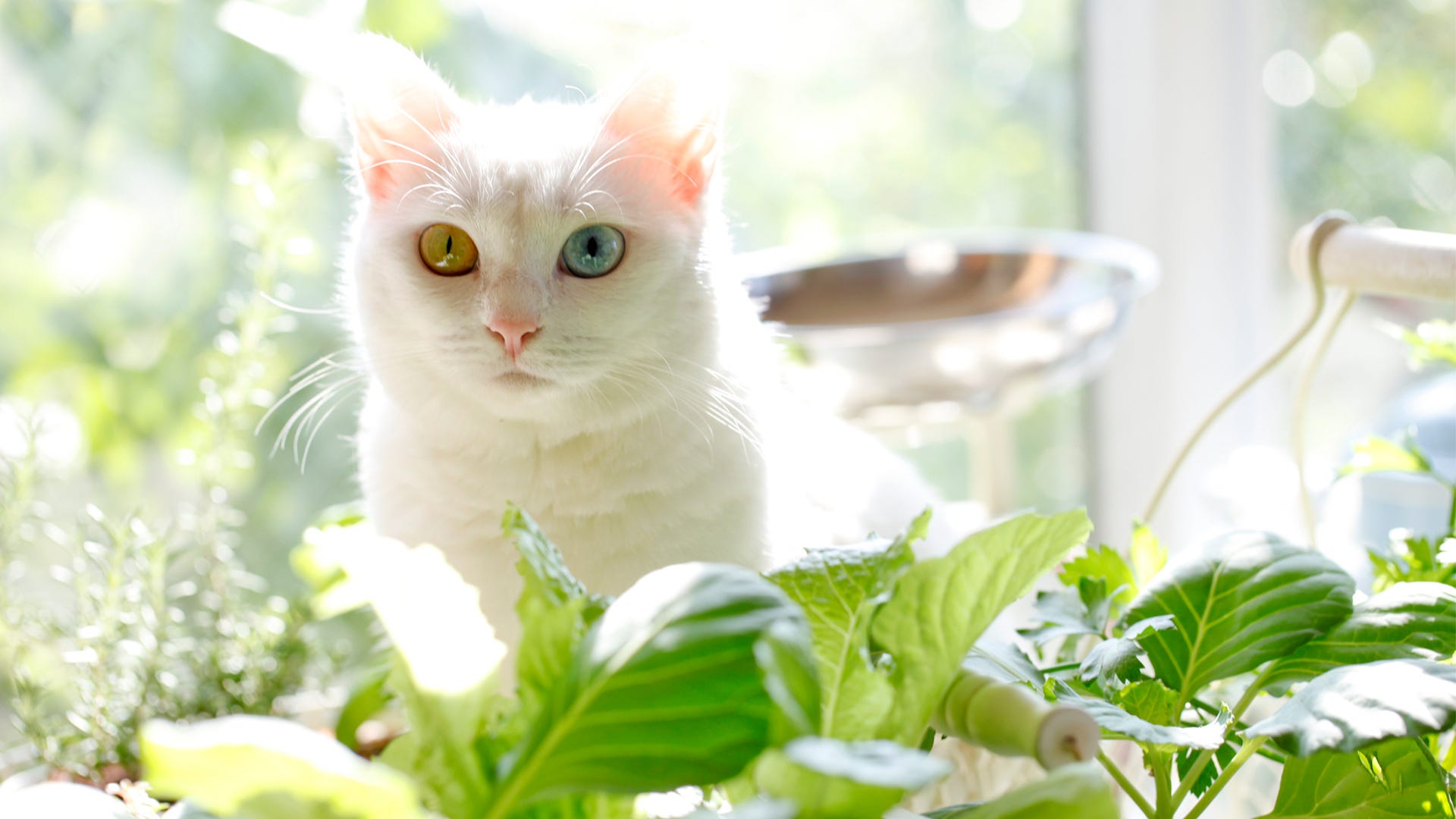 Gatos e Plantas: Guia Completo para Manter Seu Jardim e Seu Felino em Paz