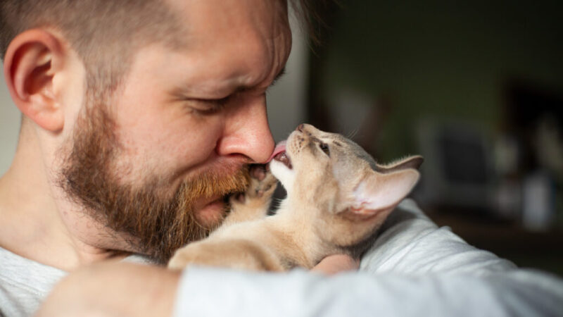 Gato e Minoxidil: Combinação muito perigosa!