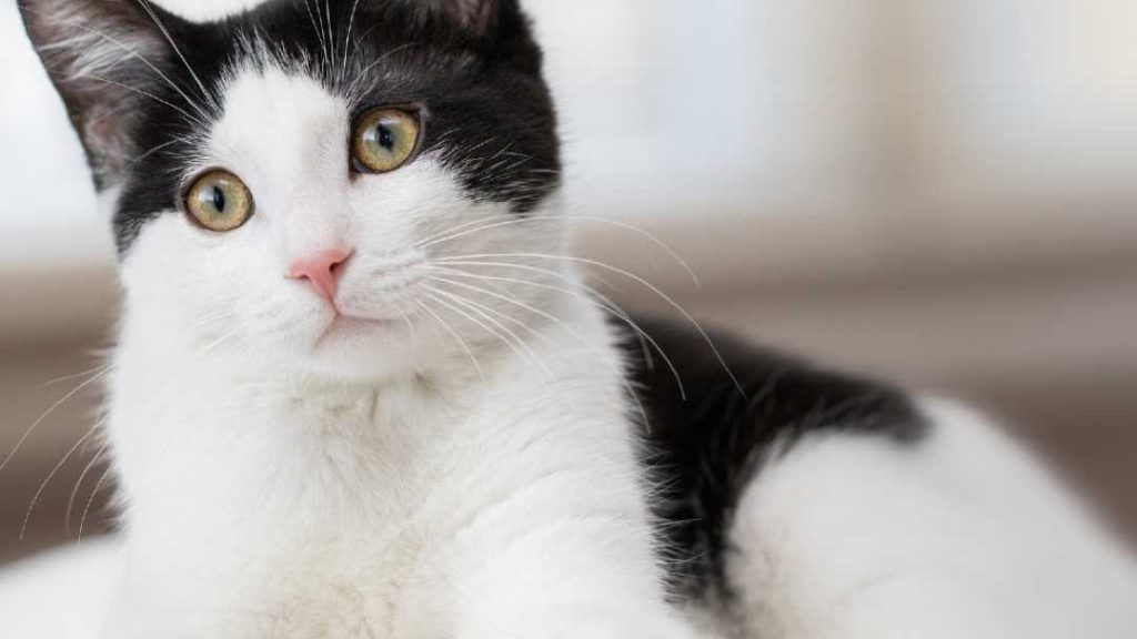 Gatos Frajolas: Encantadores e Brincalhões | Portal do Gateiro