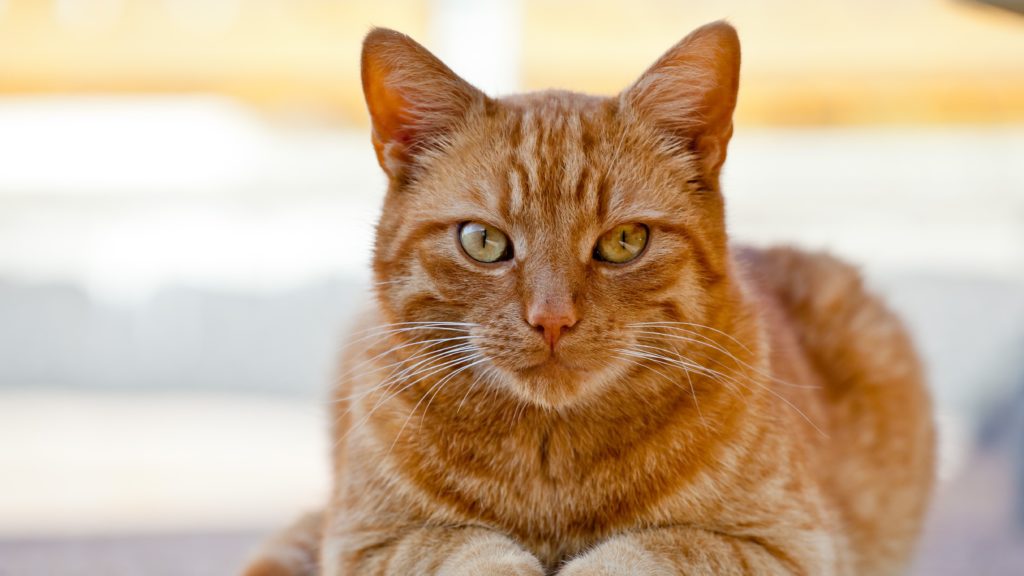 Gatos Laranjas: Charme e Curiosidade