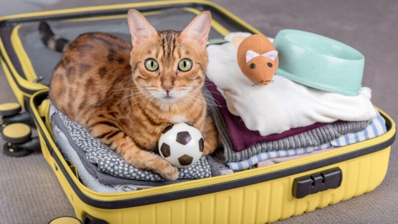 Viagem com Gatos: Guia para um Passeio Seguro e Tranquilo