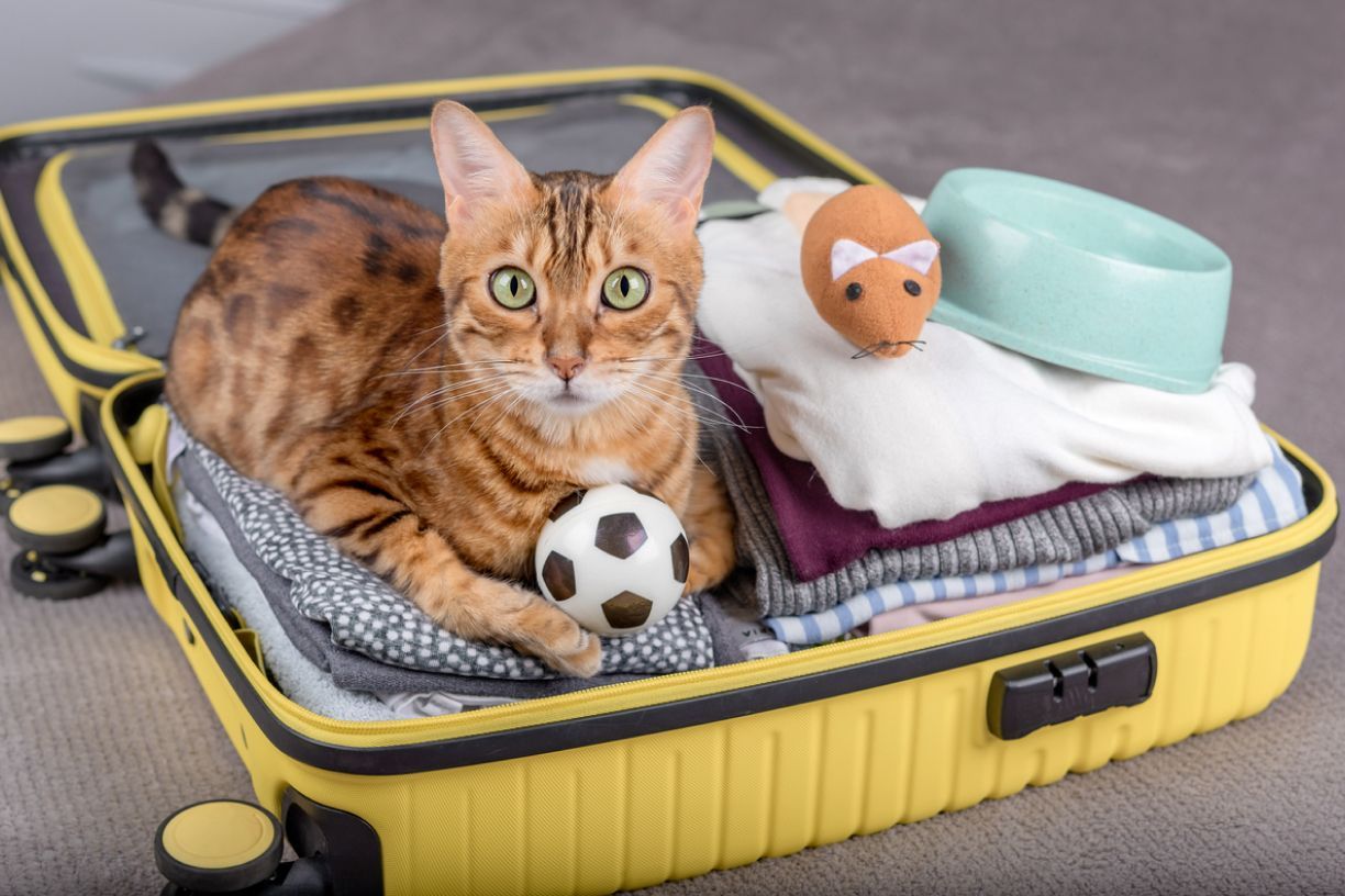 Viagem com Gatos: Guia para um Passeio Seguro e Tranquilo