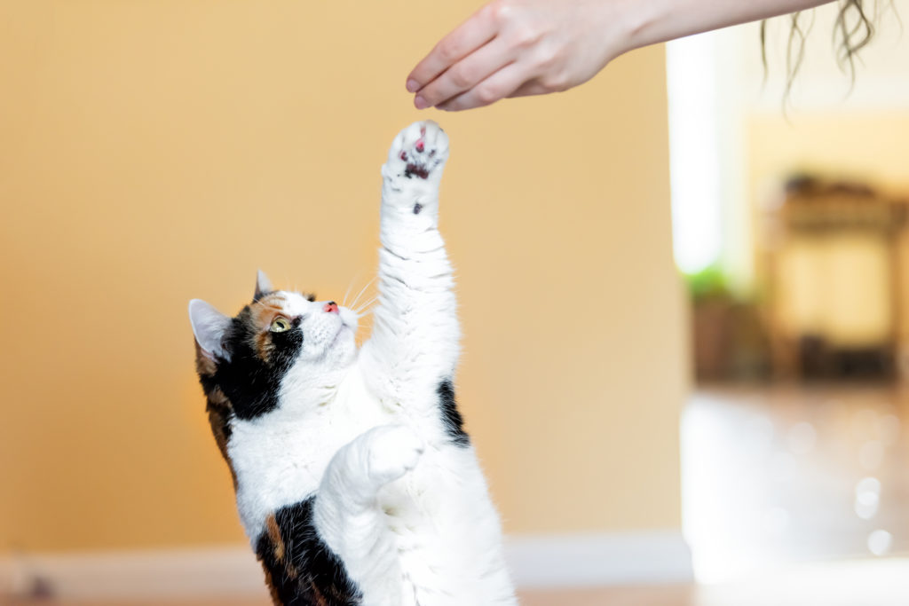 Treinamento de Gatos: Dicas de Adestramento Efetivas