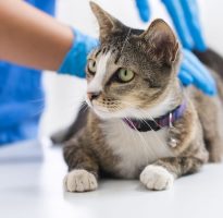 gato-veterinario